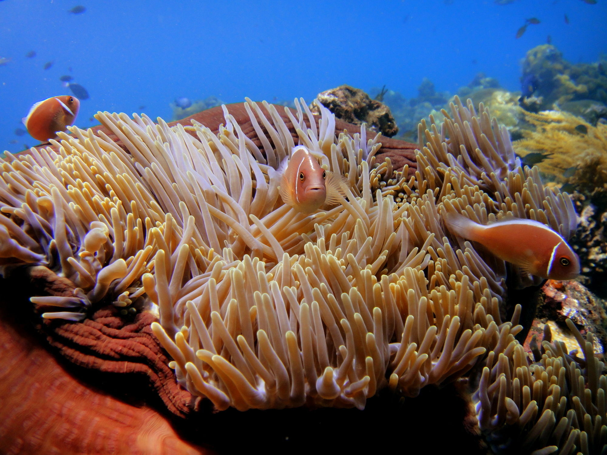 Arya Amed Beach Resort And Dive Center Kültér fotó
